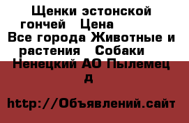 Щенки эстонской гончей › Цена ­ 7 000 - Все города Животные и растения » Собаки   . Ненецкий АО,Пылемец д.